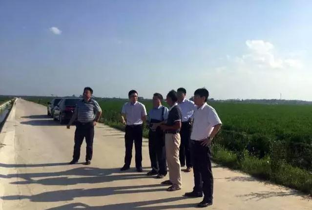 公司領導考察優質稻米病蟲草無公害防控效果