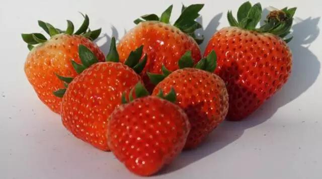 "院士"將助力草莓健康栽培模式發展